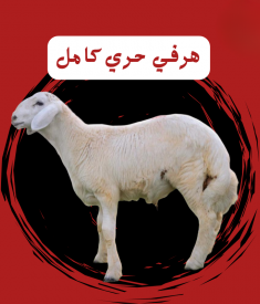 خروف هرفي حري كامل